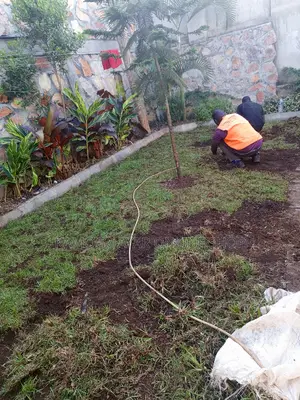 Hybrid Paspulam Grass/ Natural Lawn/ Compound Grass