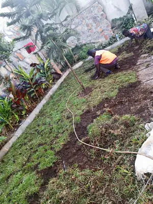 Hybrid Paspulam Grass/Natural Grass Carpet