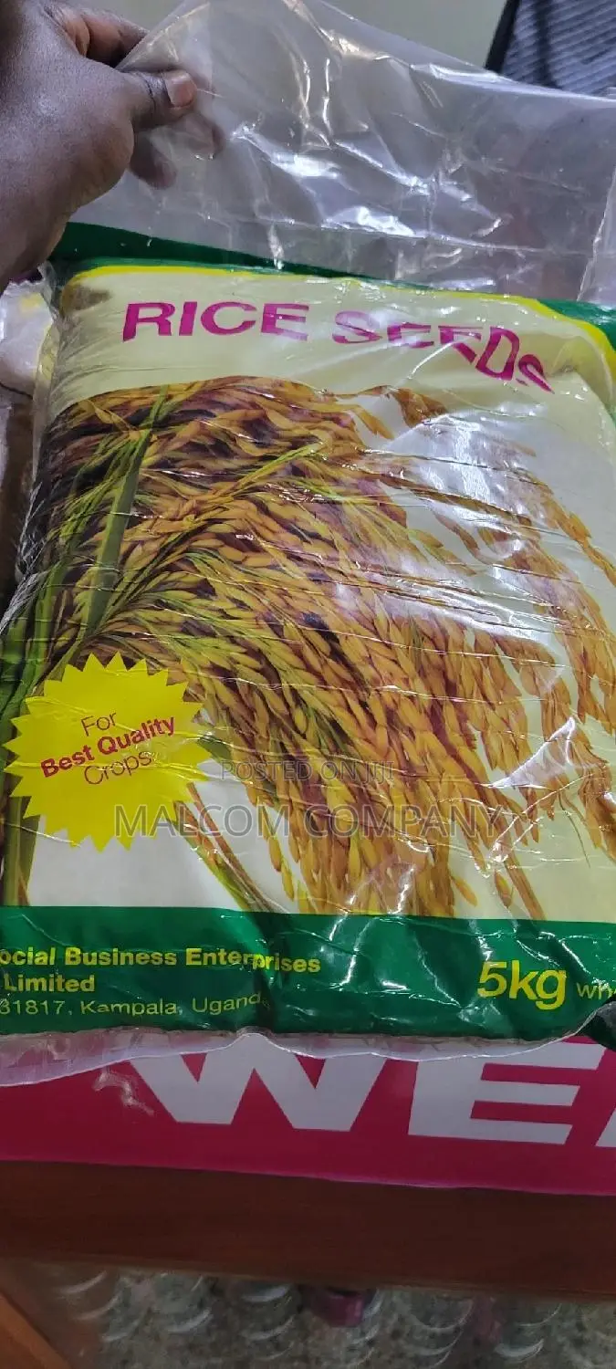 Dry Land Rice Seeds 5kg