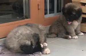 1-3 months Male Purebred Caucasian Shepherd