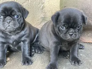 1-3 months Female Purebred Pug