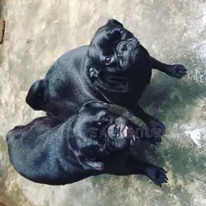 1-3 months Female Purebred Pug
