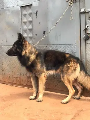 6-12 months Male Purebred German Shepherd