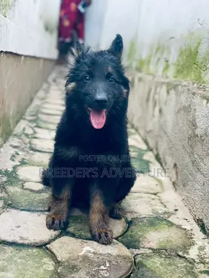 3-6 months Male Purebred German Shepherd
