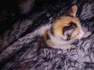 1-3 months Female Purebred Bengal
