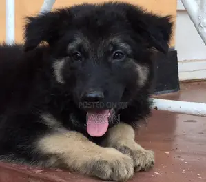 1-3 months Female Purebred German Shepherd
