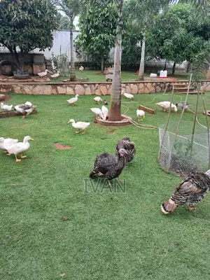 Ornamental Birds