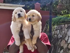 1-3 months Male Purebred Golden Retriever