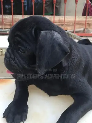 1-3 months Female Purebred Pug