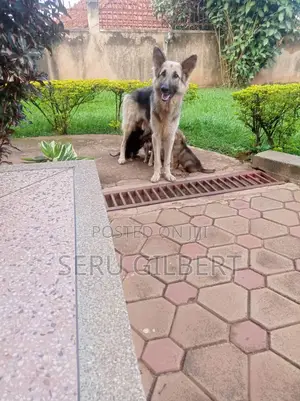 1-3 months Male Purebred German Shepherd