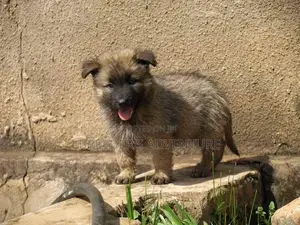 1-3 months Male Purebred German Shepherd