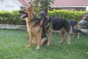 6-12 months Male Purebred German Shepherd