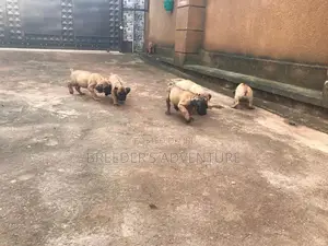 1-3 months Male Purebred Boerboel