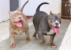 6-12 months Male Purebred American Pit Bull Terrier