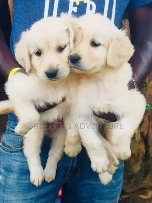 1-3 months Male Purebred Golden Retriever