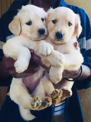 1-3 months Female Purebred Golden Retriever