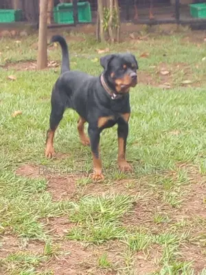 1+ year Female Purebred Rottweiler