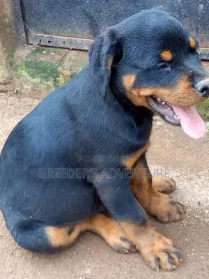 1-3 months Male Purebred Rottweiler
