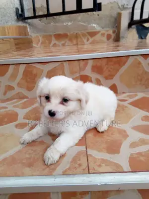 1-3 months Female Purebred Japanese Spitz