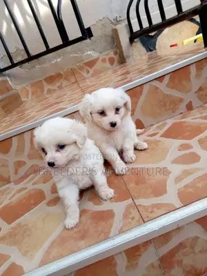 1-3 months Male Purebred Japanese Spitz