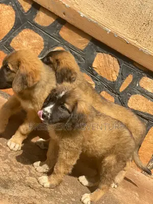 1-3 months Male Purebred Caucasian Shepherd