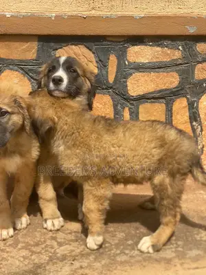 1-3 months Male Purebred Caucasian Shepherd
