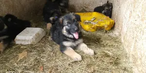 1-3 months Female Purebred German Shepherd