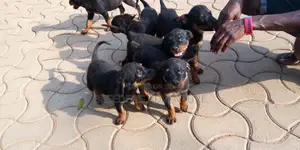 1-3 months Male Purebred Rottweiler