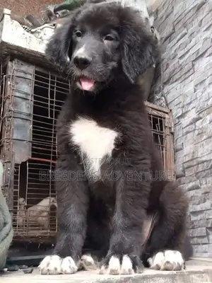 1-3 months Male Purebred Caucasian Shepherd