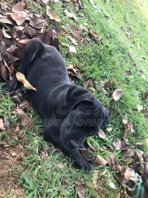 1-3 months Male Purebred Boerboel