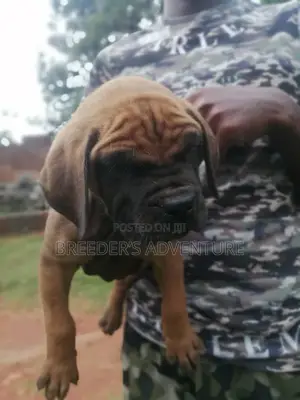 1-3 months Male Purebred Boerboel