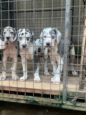 1-3 months Female Purebred Great Dane