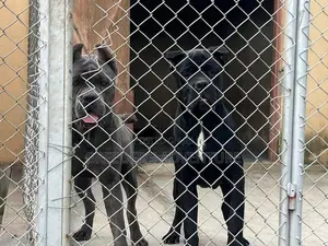 3-6 months Male Purebred Cane Corso