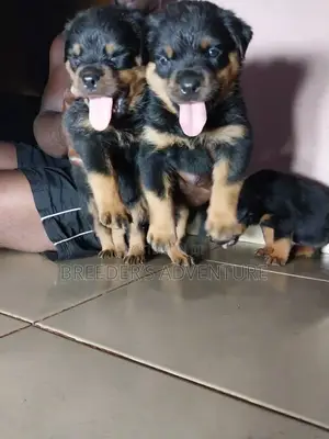 1-3 months Male Purebred Rottweiler