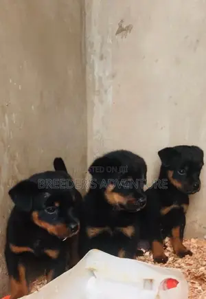 1-3 months Male Purebred Rottweiler
