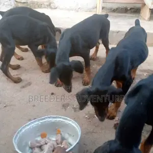 3-6 months Male Purebred Doberman Pinscher