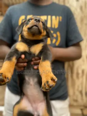 1-3 months Female Purebred Rottweiler