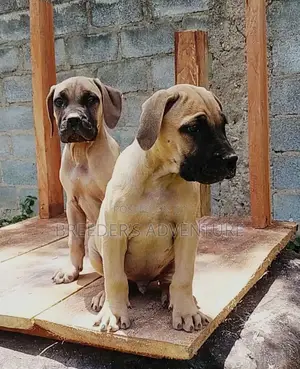 3-6 months Male Purebred Boerboel