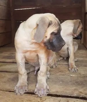 1-3 months Male Purebred Boerboel
