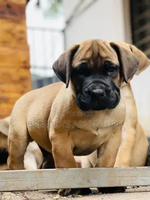 1-3 months Female Purebred Boerboel