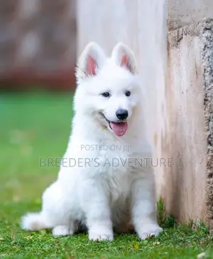 3-6 months Male Purebred White Shepherd