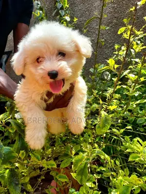 1-3 months Male Purebred Maltese