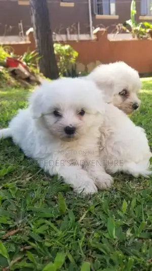 1-3 months Male Purebred Maltese