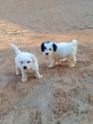 1-3 months Male Purebred Maltese