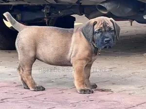 1-3 months Female Purebred Boerboel