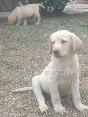 1-3 months Male Purebred Labrador Retriever
