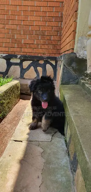 1-3 months Male Purebred German Shepherd