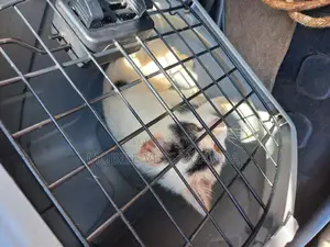 3-6 months Male Purebred Bombay
