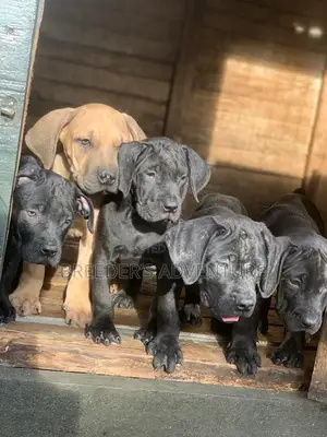 1-3 months Male Purebred Boerboel