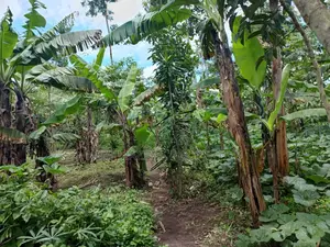 5 Acres on Quick Sale in Kanyanda Along Matuga Semuto Rd